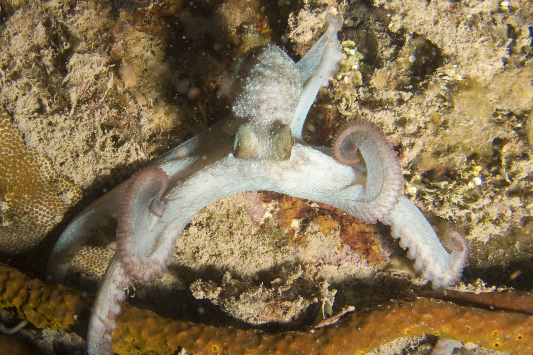 Octopus on Prince Albert